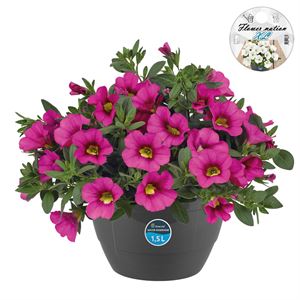 Afbeelding van HP27 o.kl. Calibrachoa Pink
